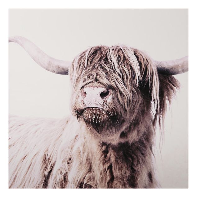 Print on aluminium - Highland Cattle Frida In Beige