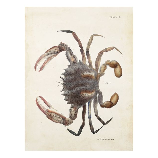 Print on forex - Vintage Illustration Crab