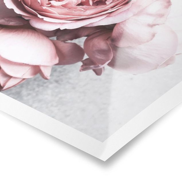 Poster - Light Pink Peony Flowers Shabby Pastel