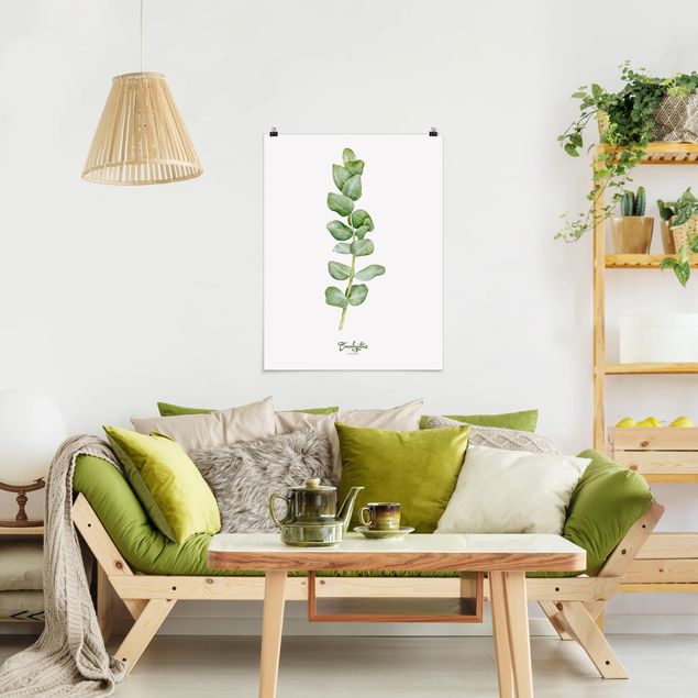 Poster flowers - Watercolour Botany Eucalyptus