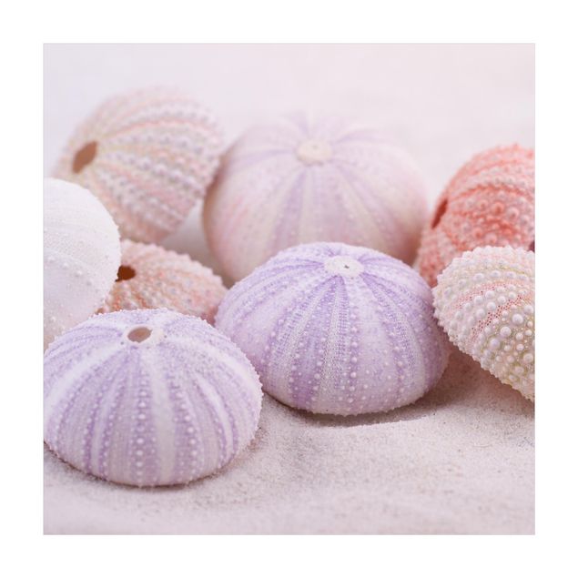Dining room rugs Sea Urchin In Pastel
