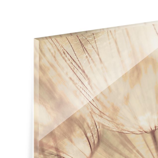 Splashback - Dandelions Close-Up In Cozy Sepia Tones