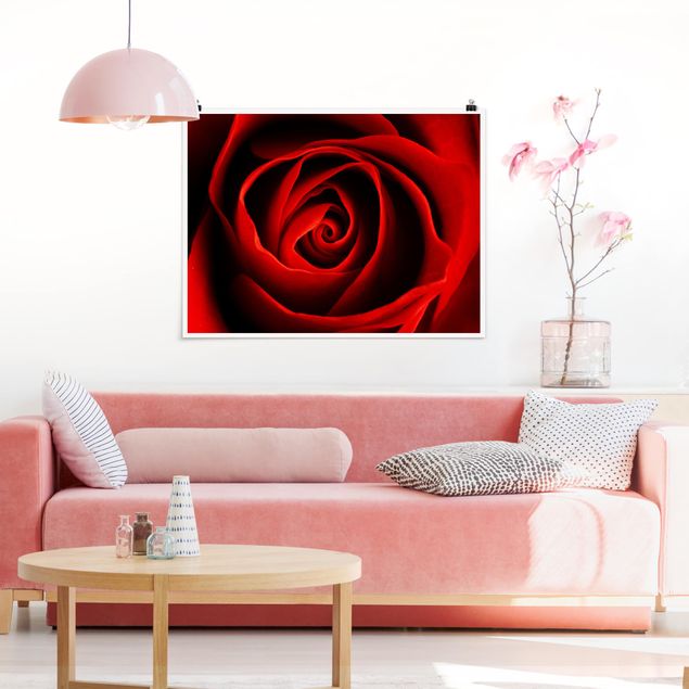Poster - Lovely Rose