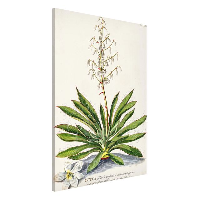 Magnetic memo board - Vintage Botanical Illustration Yucca