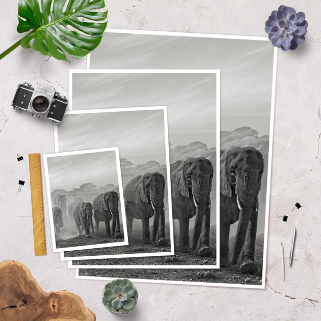 Poster animals - Herd Of Elephants