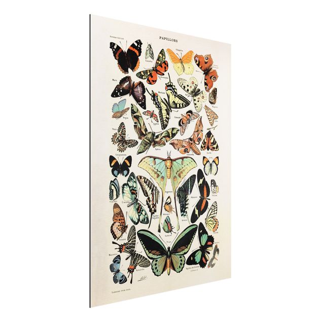 Alu dibond Vintage Board Butterflies And Moths