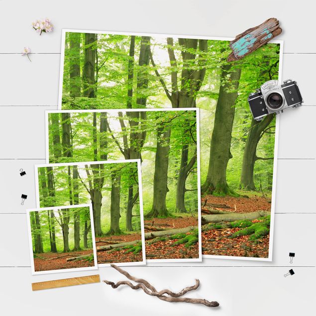 Poster - Mighty Beech Trees