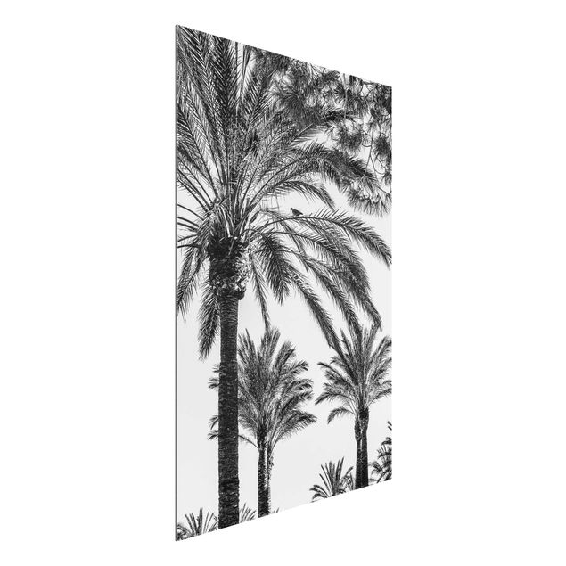 Aluminium dibond Palm Trees At Sunset Black And White