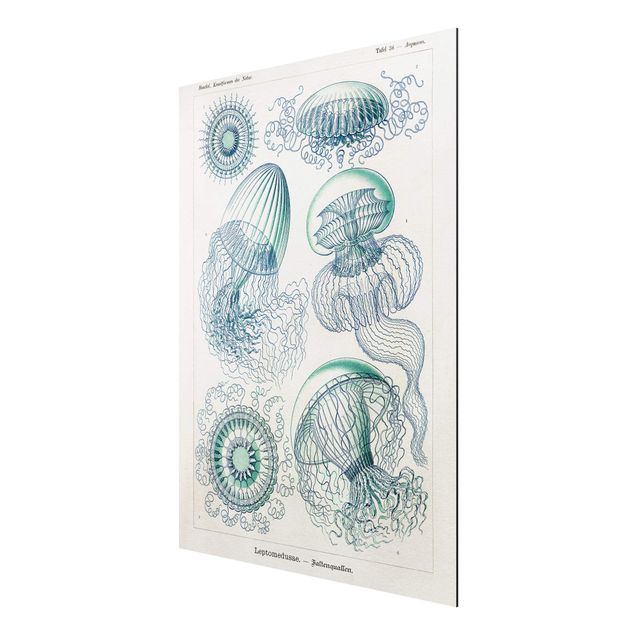 Print on aluminium - Vintage Board Jellyfish In Blue