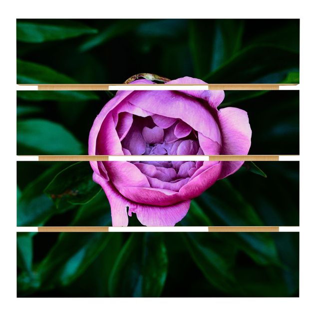 Print on wood - Purple Peonies Blossoms In Front Of Leaves