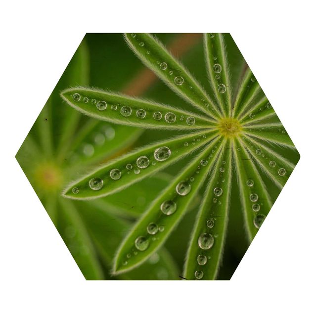 Wooden hexagon - Morning Dew On Lupine Leaves