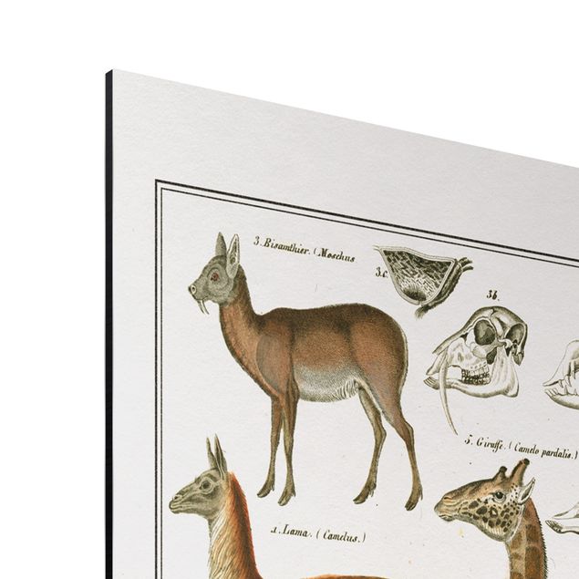 Print on aluminium - Vintage Board Giraffe, Camel And IIama