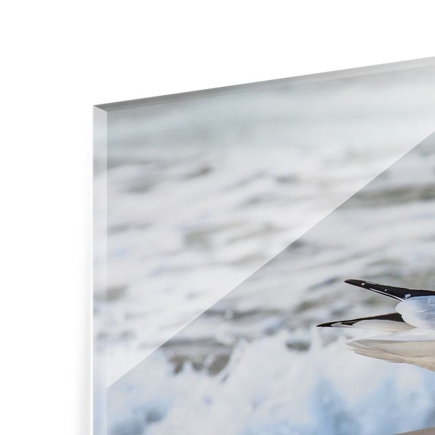 Glass Splashback - Seagull On The Beach In Front Of The Sea - Square 1:1