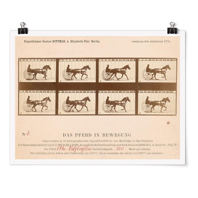 Poster - Eadweard Muybridge - The horse in Motion