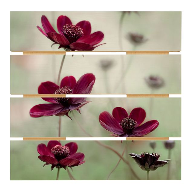 Print on wood - Pink Cosmos Flower