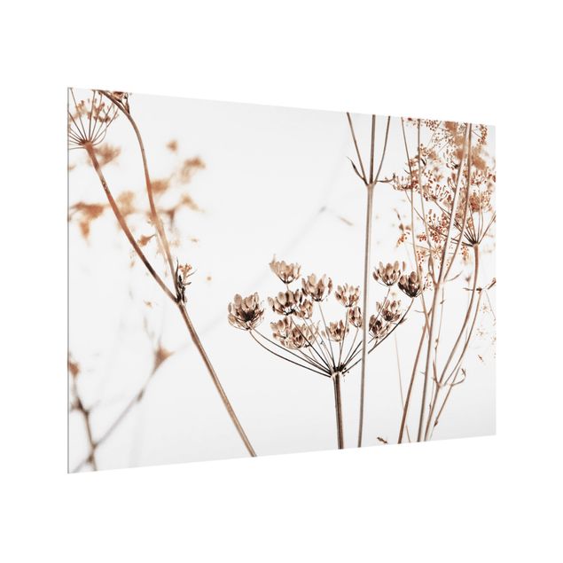 Splashback - Dried Flower With Light And Shadows - Landscape format 4:3