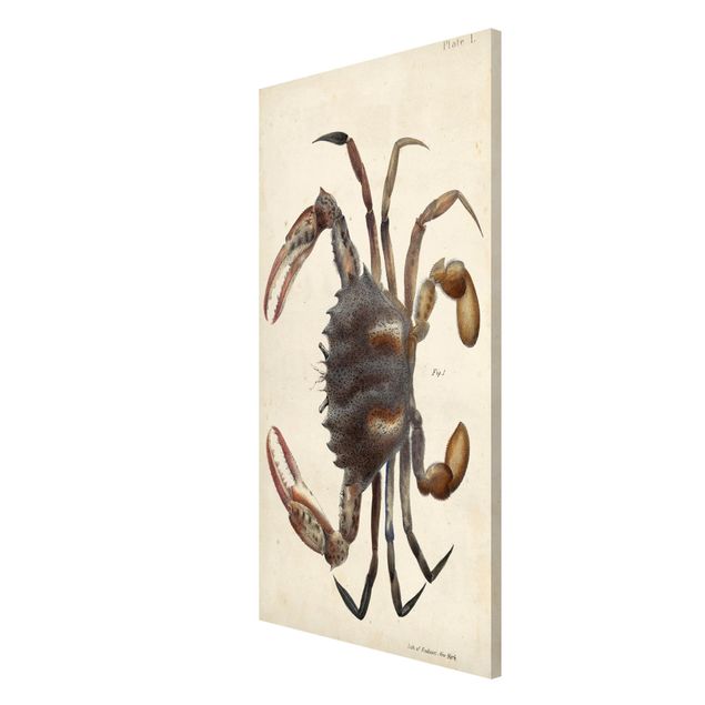 Magnetic memo board - Vintage Illustration Crab