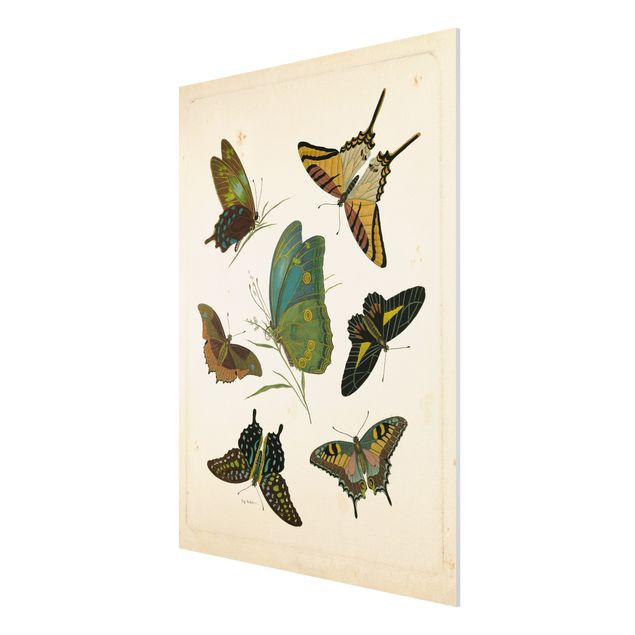 Print on forex - Vintage Illustration Exotic Butterflies