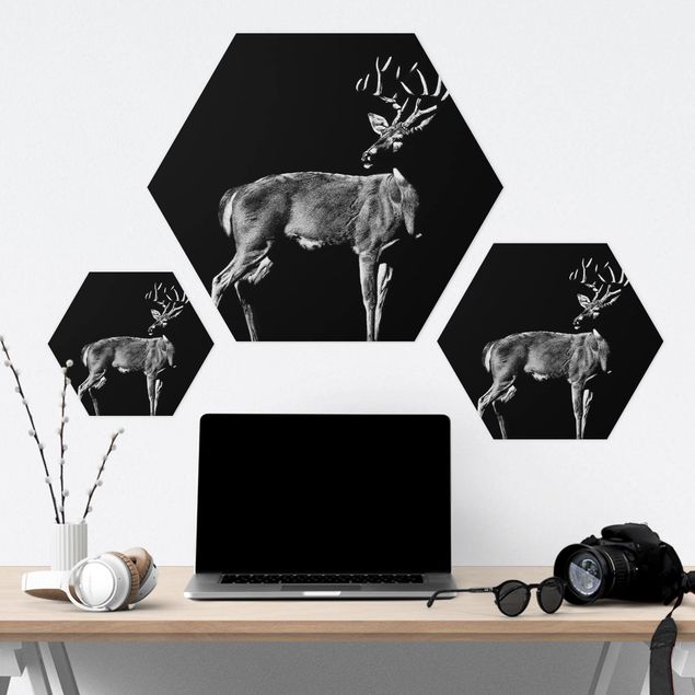 Forex hexagon - Deer In The Dark