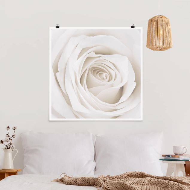Poster - Pretty White Rose