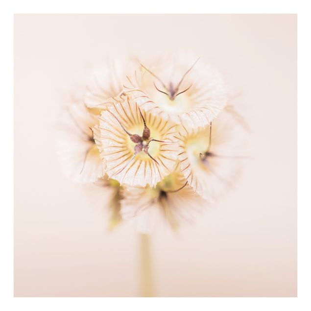 Splashback - Pastel Bouquet of Flowers II - Square 1:1