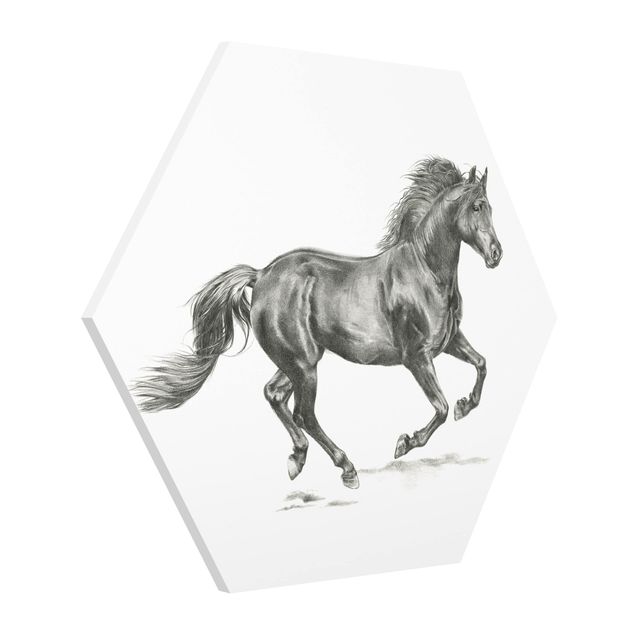 Forex hexagon - Wild Horse Trial - Stallion