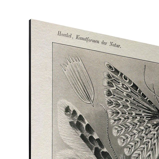 Print on aluminium - Vintage Board Moths And Butterflies