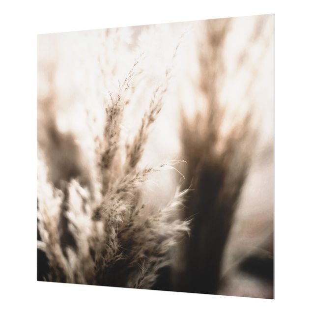 Splashback - Pampas Grass In The Shadow - Square 1:1