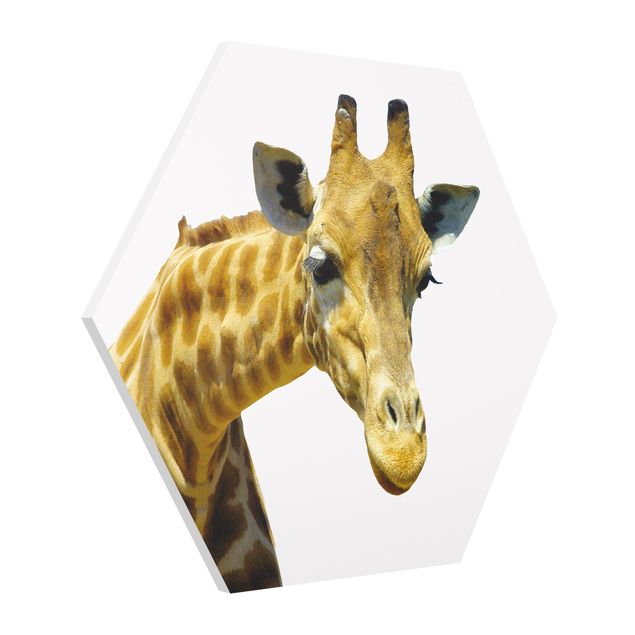 Forex hexagon - No.21 Prying Giraffe
