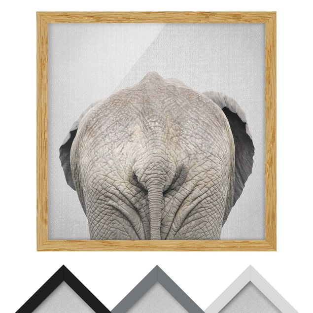 Framed poster - Elephant From Behind