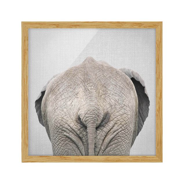 Framed poster - Elephant From Behind