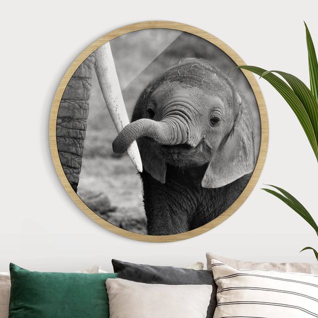 Framed prints round Baby Elephant