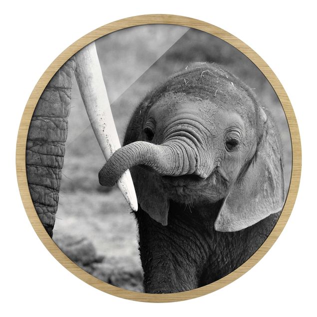Circular framed print - Baby Elephant