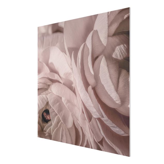 Print on forex - Blushing Flower - Square 1:1