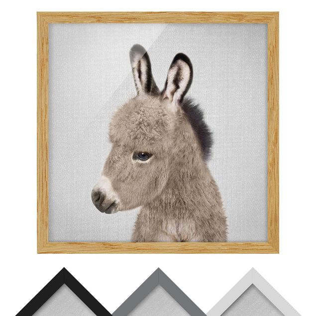 Framed poster - Donkey Ernesto