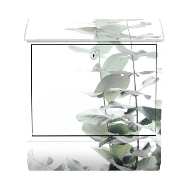 Letterbox - Eucalyptus In White Light