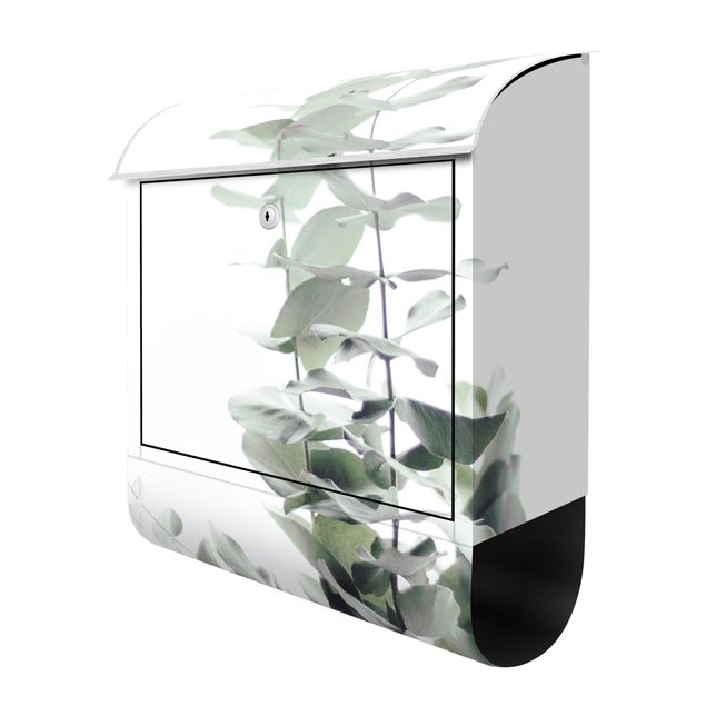 Letterbox - Eucalyptus In White Light