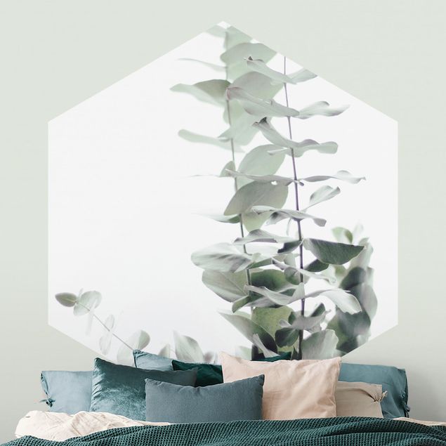 Wallpapers Eucalyptus In White Light