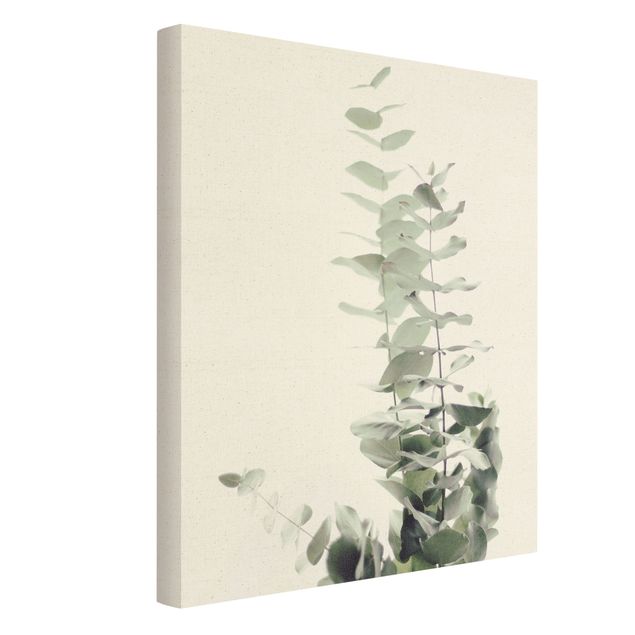 Natural canvas print - Eucalyptus In White Light - Portrait format 3:4
