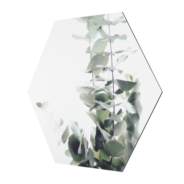 Alu-Dibond hexagon - Eucalyptus In White Light
