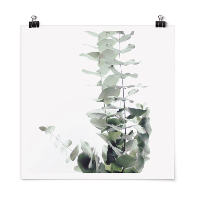 Poster - Eucalyptus In White Light