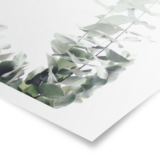 Poster - Eucalyptus In White Light