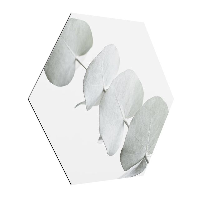Alu-Dibond hexagon - Eucalyptus Branch In White Light