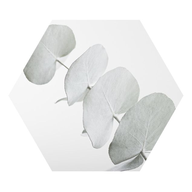Alu-Dibond hexagon - Eucalyptus Branch In White Light