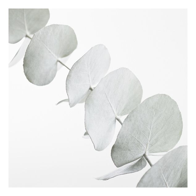 Print on forex - Eucalyptus Branch In White Light - Square 1:1