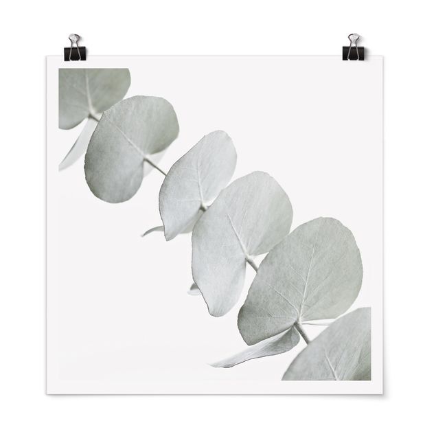 Poster - Eucalyptus Branch In White Light
