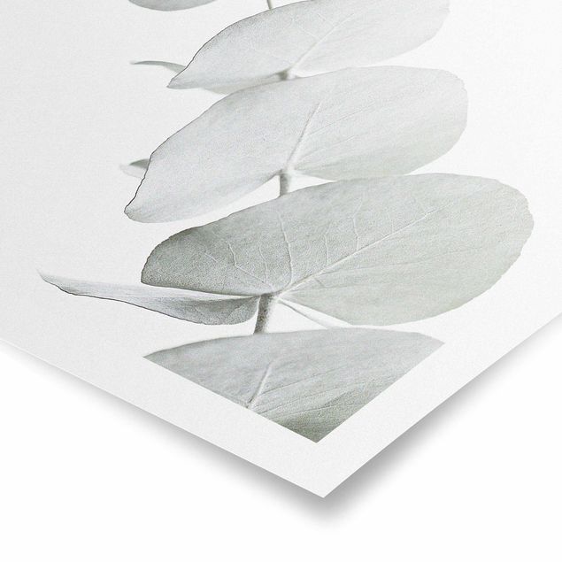 Poster - Eucalyptus Branch In White Light