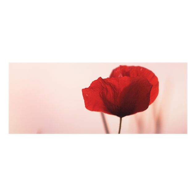 Splashback - Poppy Flower In Twilight - Panorama 5:2