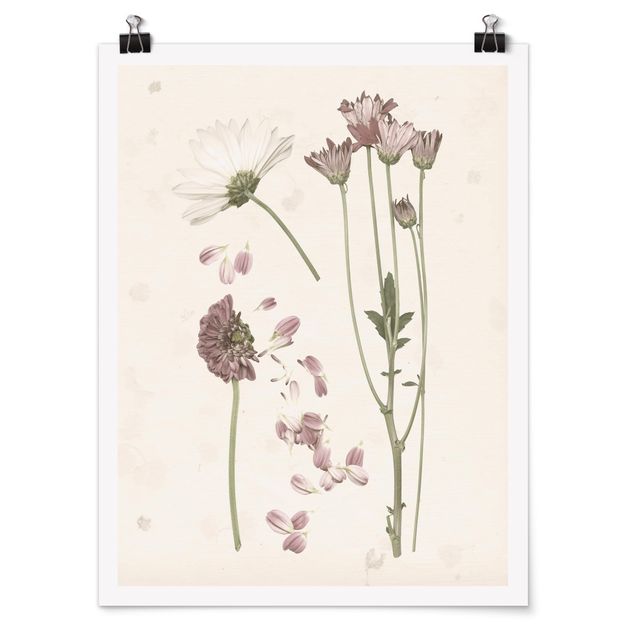Poster flowers - Herbarium In Pink II