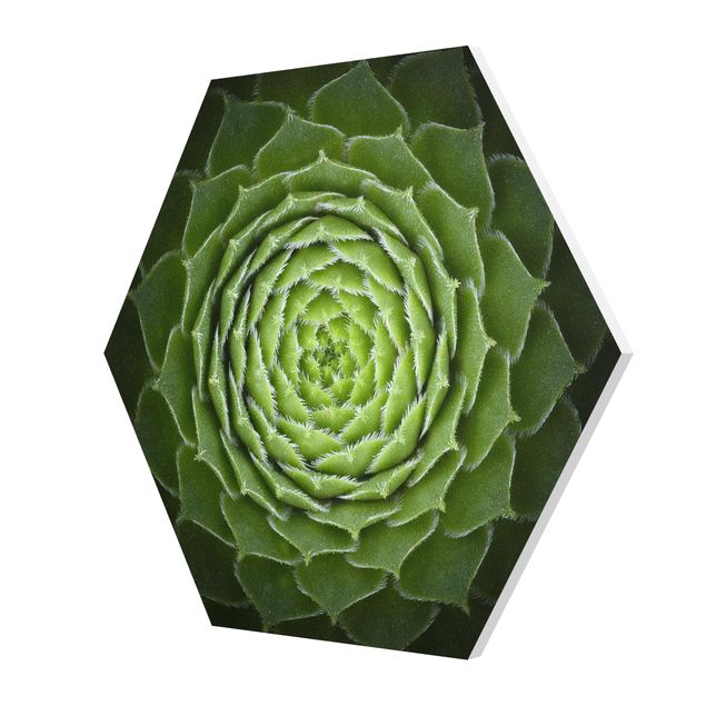 Forex hexagon - Mandala Succulent